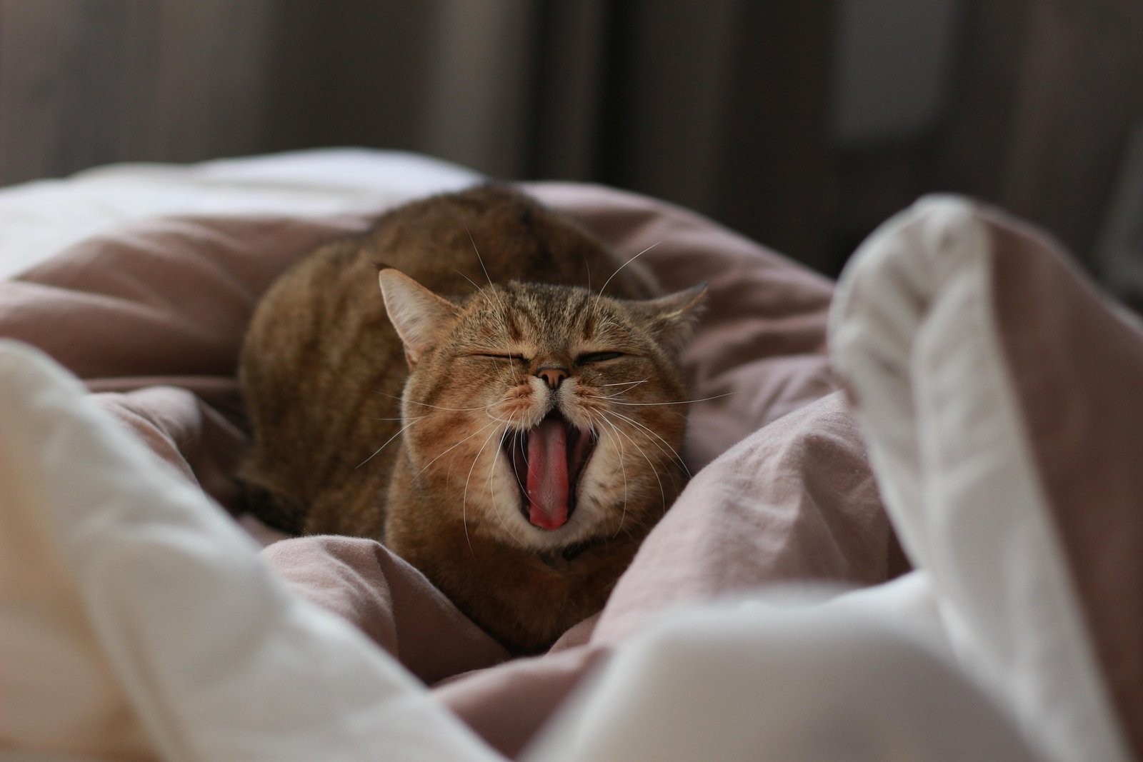cat-in-bed
